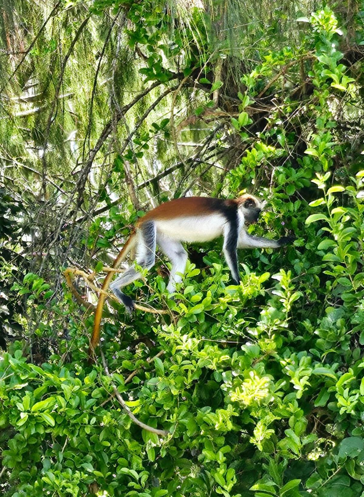 Villa Shungi Zanzibar